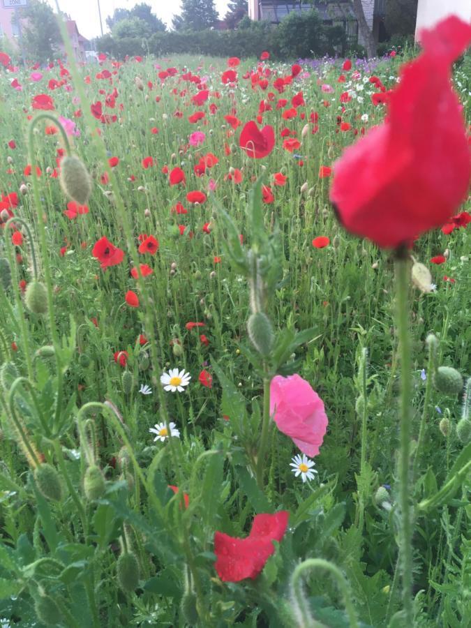 Frankenheim/Rhon Rhoener Sternenhimmel Fewo 1 Und 2 מראה חיצוני תמונה